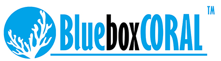 Logo Akwarystyka morska BlueBoxCoral